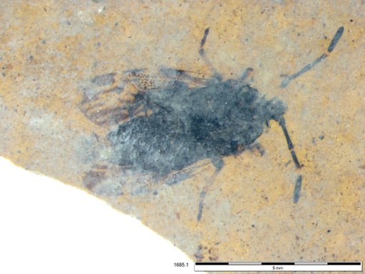 Genus sp