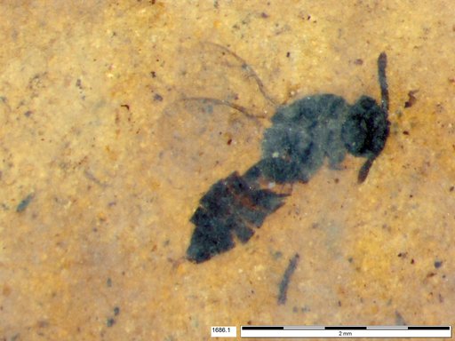 Genus sp