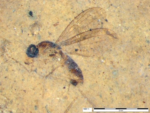 Diptera