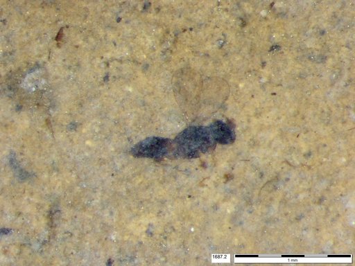 Platygastridae