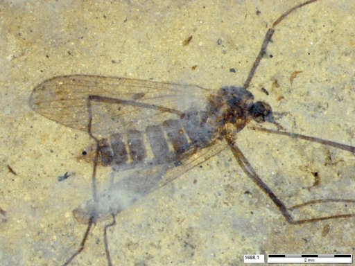 Diptera