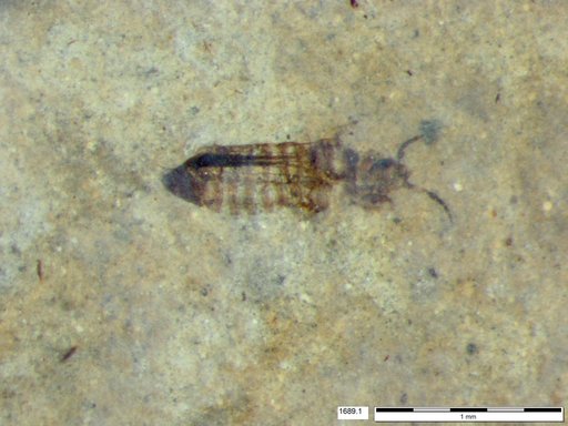 Genus sp