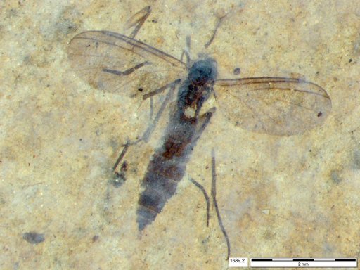 Diptera