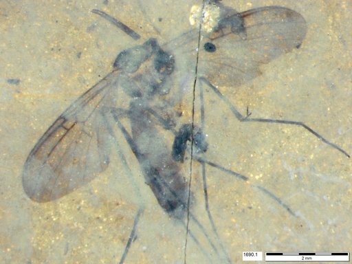 Mycetophilidae