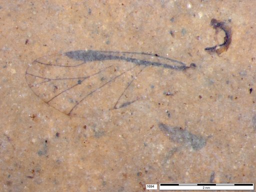 Aphididae