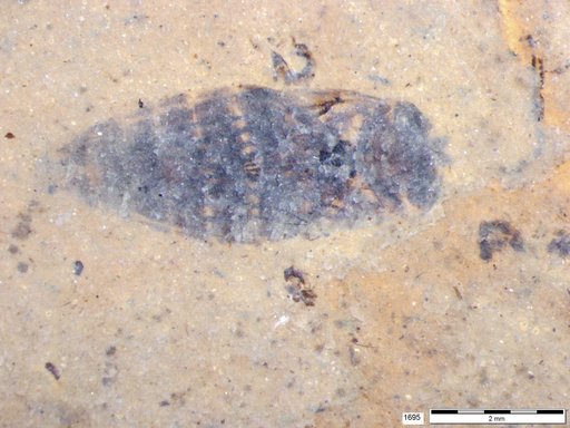 Corixidae