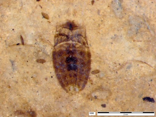 Corixidae