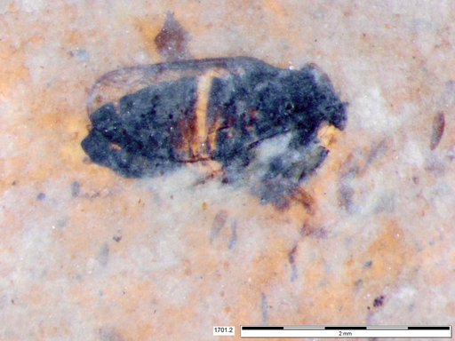 Genus sp
