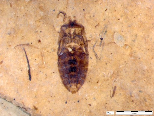 Corixidae