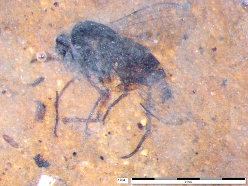 Diptera