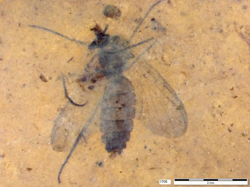 Genus sp
