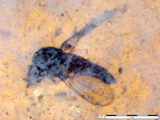 Diptera