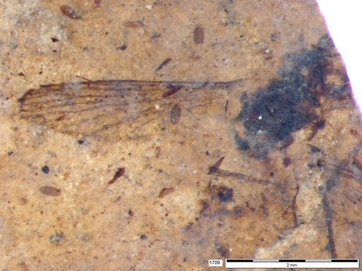 Genus sp