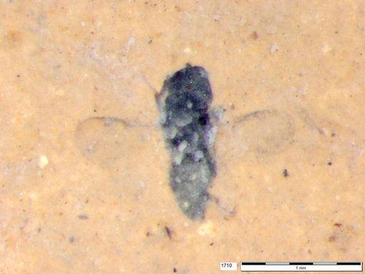 Genus sp