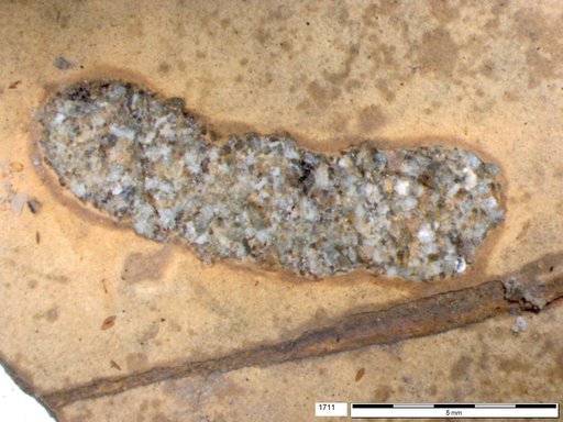 Genus sp