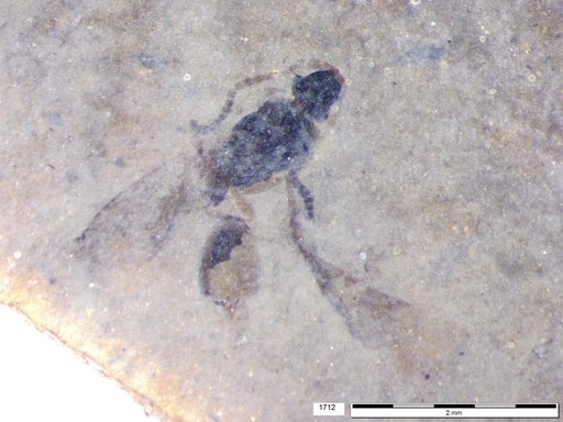 Diapriidae