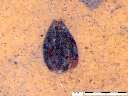 Tracheophyta