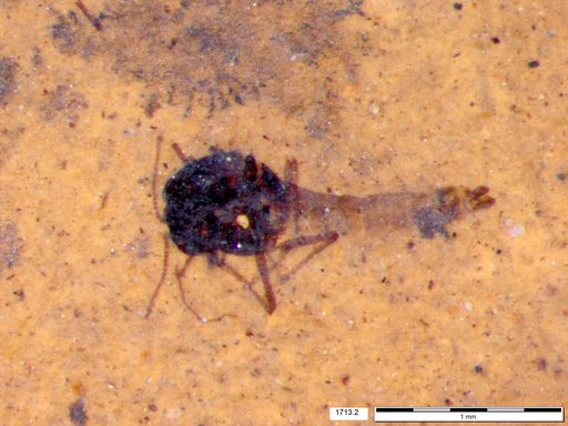 Diptera
