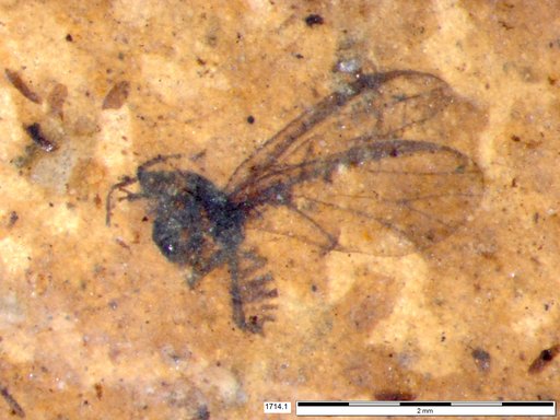 Aphididae