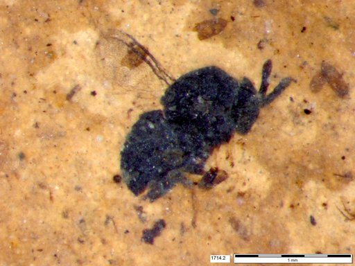 Genus sp