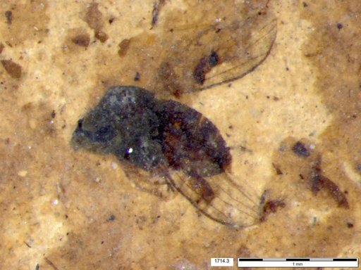 Diptera