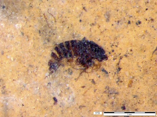 Phoridae
