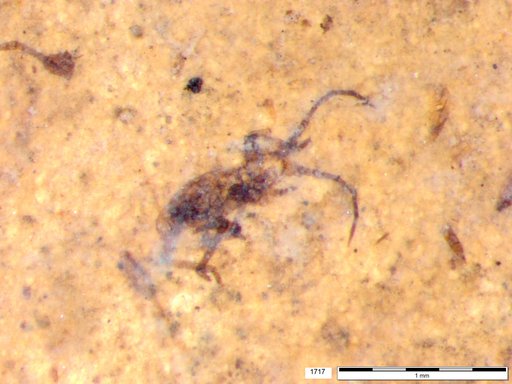 Insecta