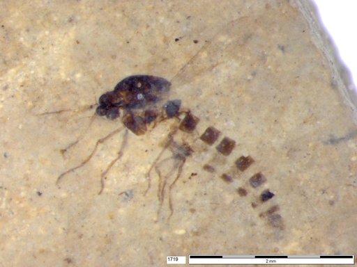 Diptera