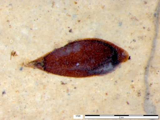 Tracheophyta