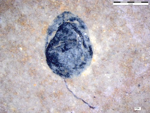 Tracheophyta