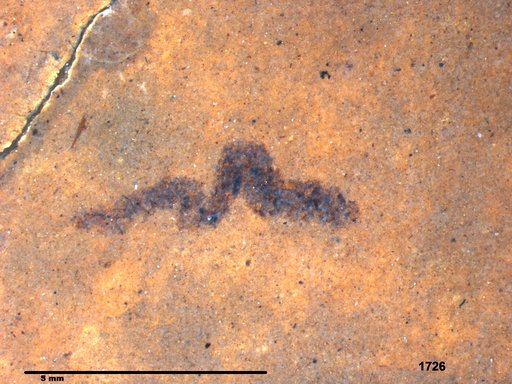 Genus sp