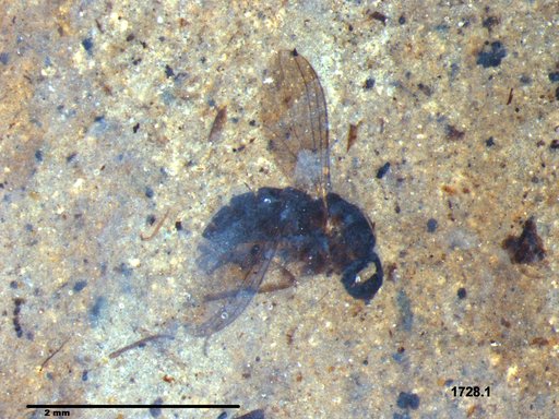Diptera