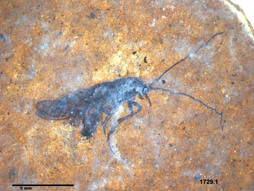 Insecta