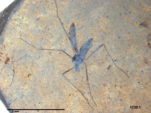 Diptera