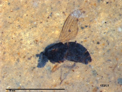 Diptera
