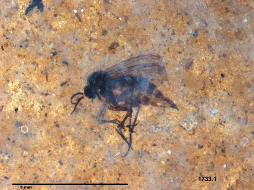 Diptera