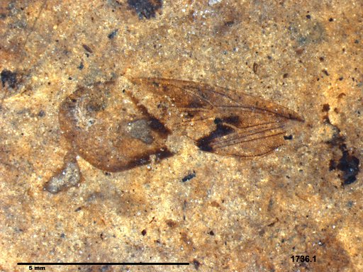 Genus sp