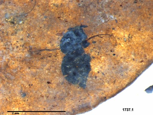 Genus sp