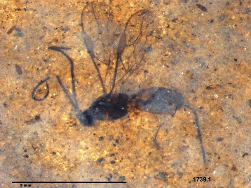 Braconidae