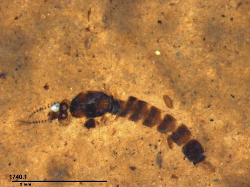 Chaoboridae