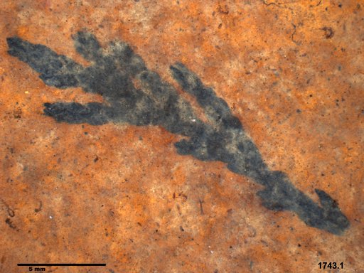 Tracheophyta