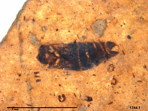 Corixidae