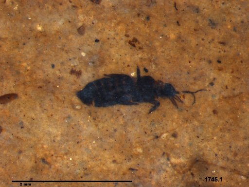 Genus sp