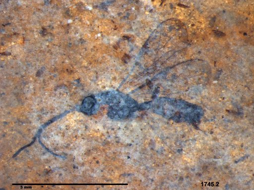 Ichneumonidae