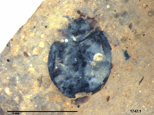 Chrysomelidae