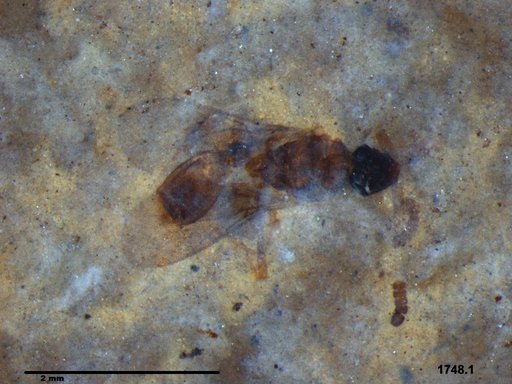 Diapriidae