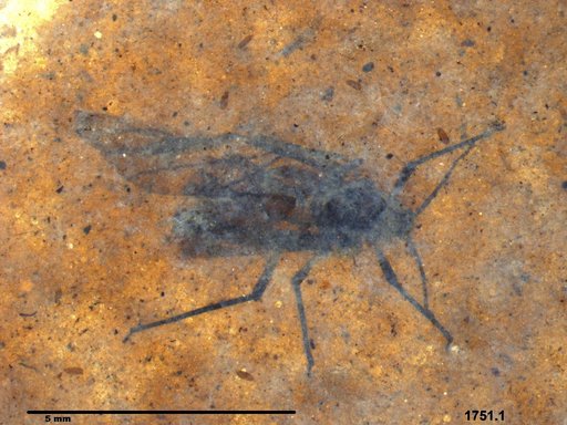 Aphididae