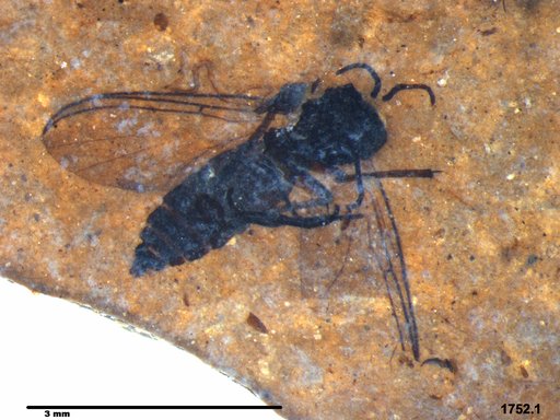 Diptera
