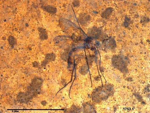 Mycetophilidae