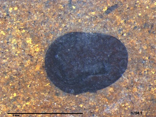 Tracheophyta
